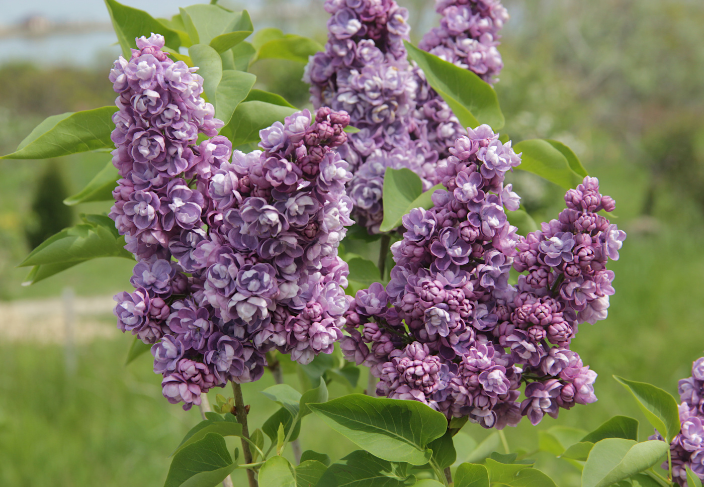 Image of Syringa vulgaris specimen.