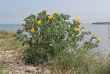 Glaucium flavum