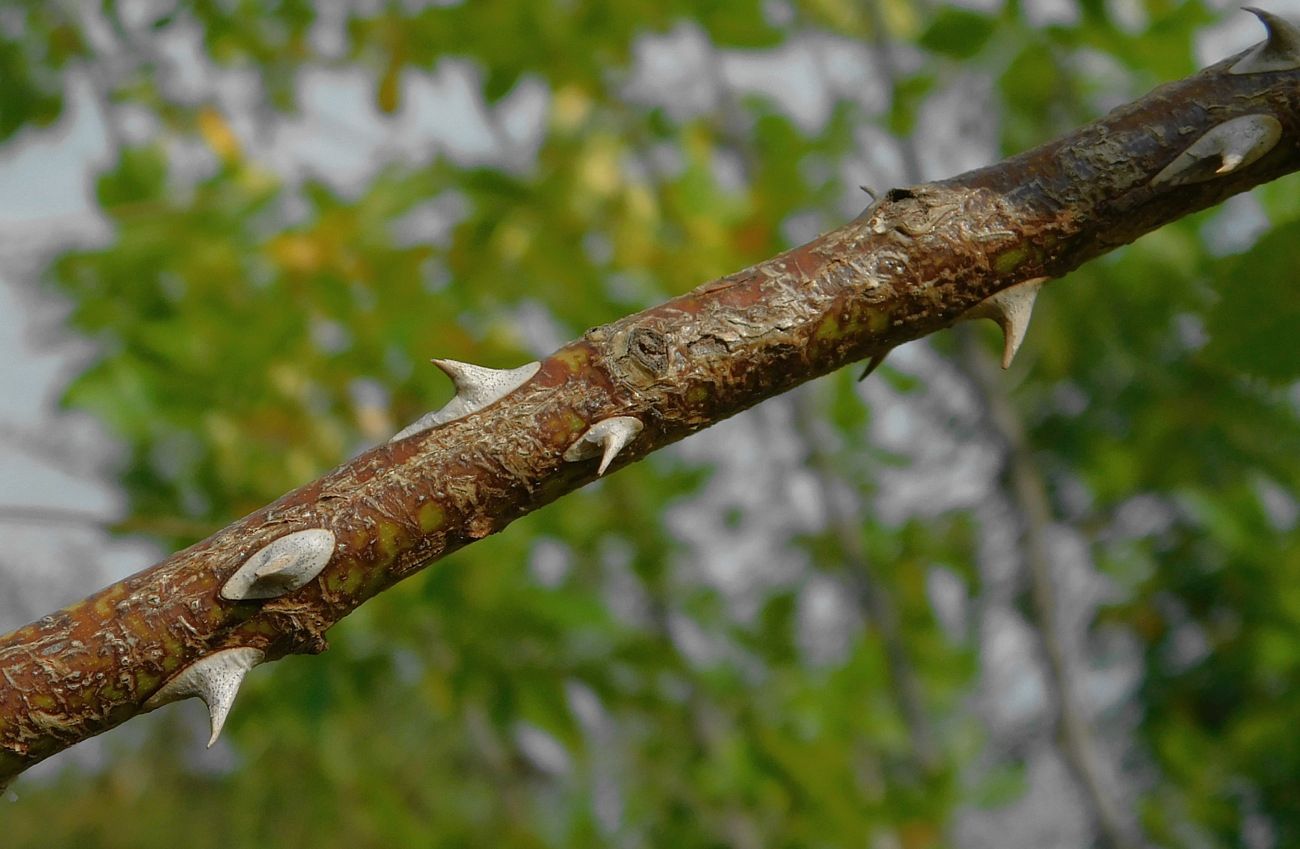 Image of Rosa dumalis specimen.