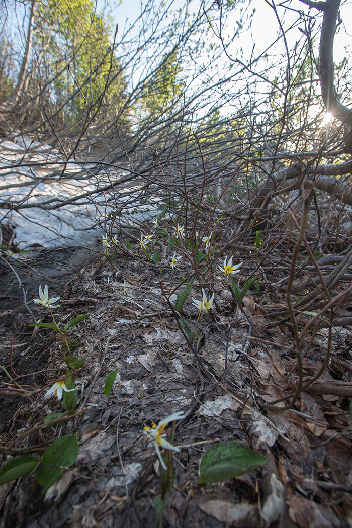 Image of Erythronium caucasicum specimen.