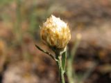 Centaurea pseudoleucolepis. Нераспустившееся соцветие. Украина, Донецкая обл., Володарский р-н, заповедник \"Каменные Могилы\", выходы гранита. 13.06.2007.