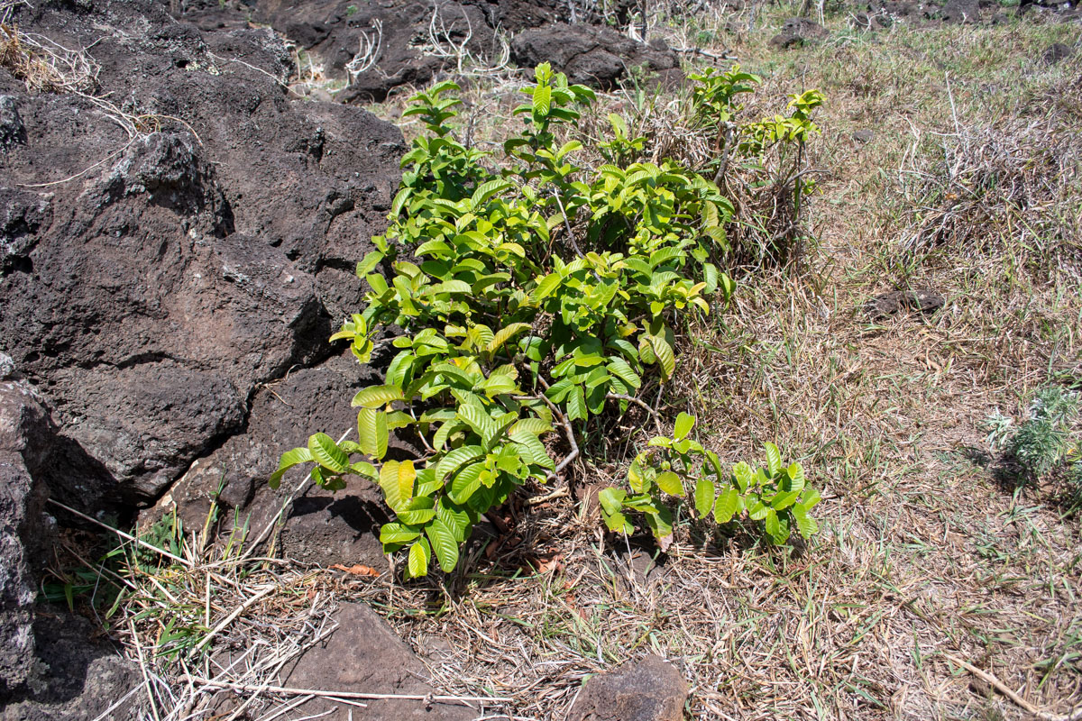 Image of Psidium guajava specimen.