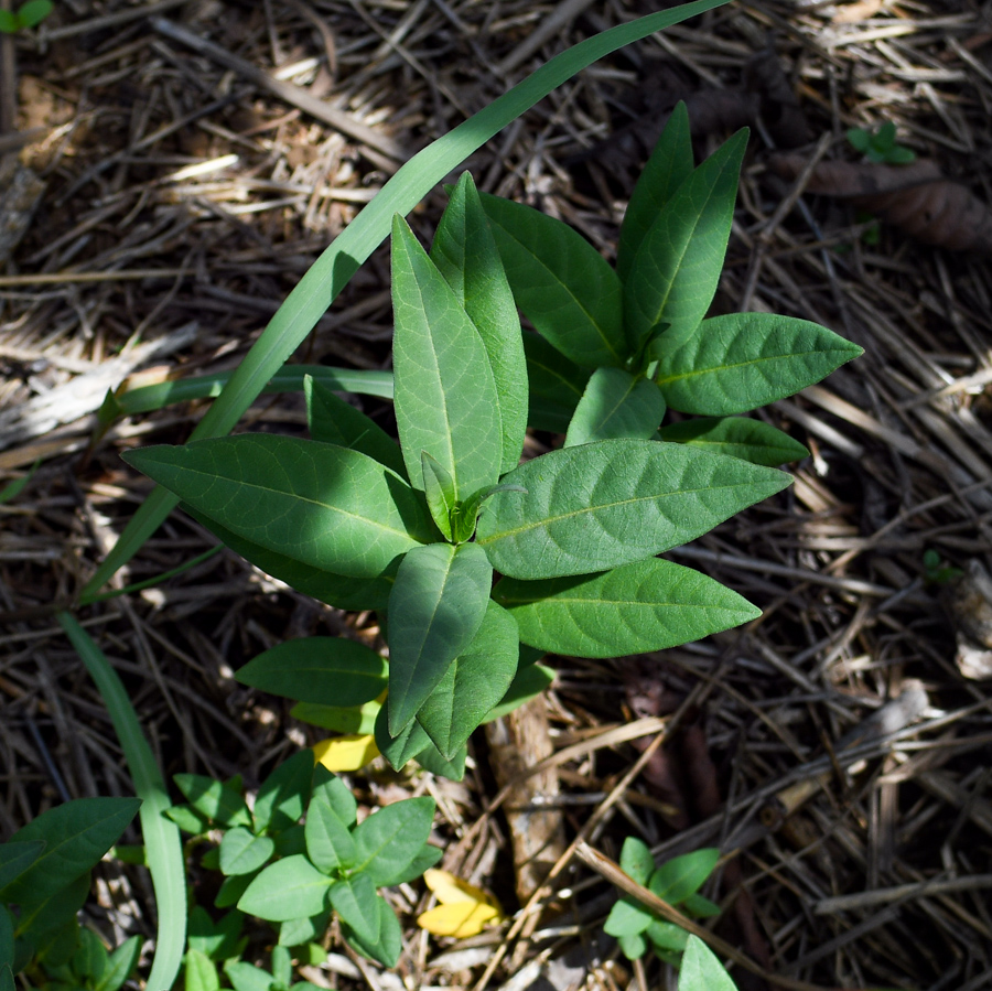 Image of Asclepias curassavica specimen.