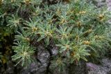 Astragalus microcephalus