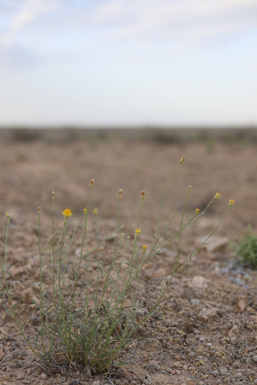 Image of Inula multicaulis specimen.