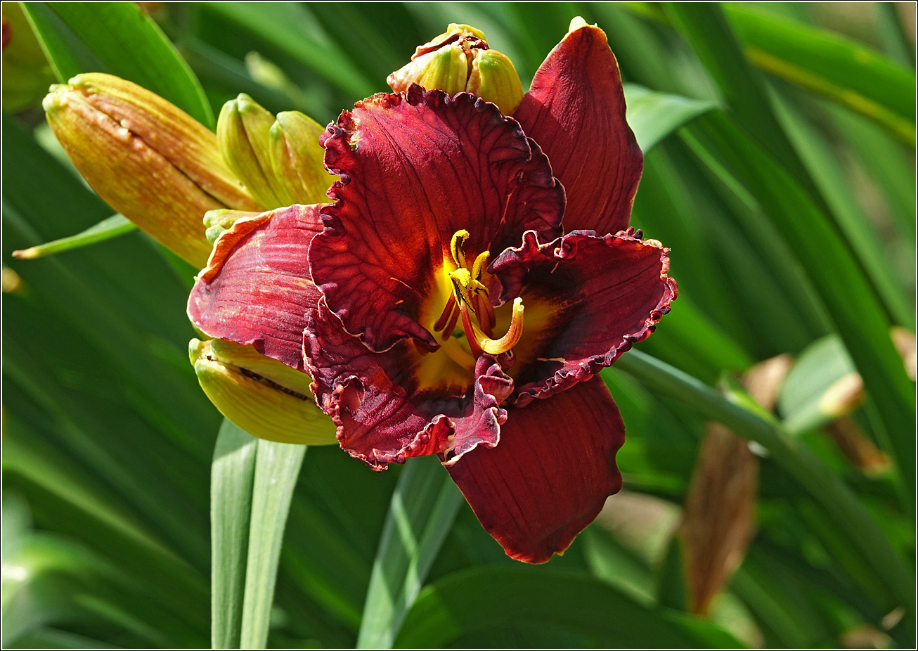 Изображение особи Hemerocallis &times; hybrida.