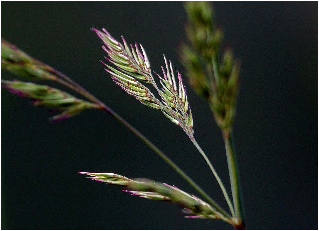 Изображение особи Calamagrostis epigeios.