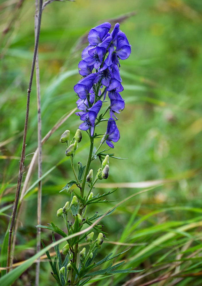 Изображение особи Aconitum sachalinense.