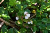 Gaultheria miqueliana