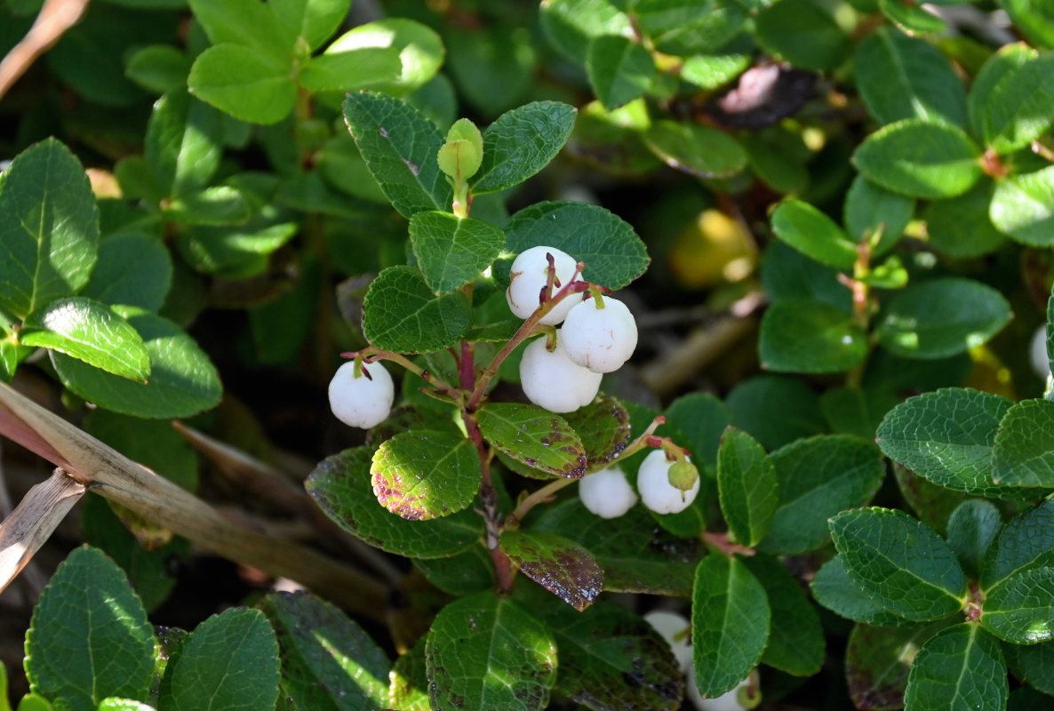 Image of Gaultheria miqueliana specimen.