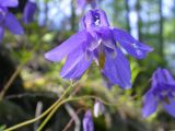 Aquilegia amurensis. Цветок. Амурская обл., Селемджинский р-н. 21.06.2004.