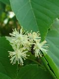 Tilia amurensis