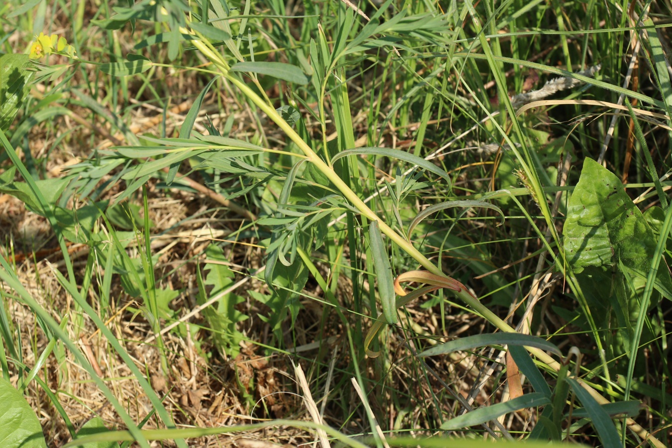 Image of Euphorbia virgata specimen.