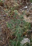 Centaurea reflexa. Растение c с развивающимися соцветиями. Грузия, окр. г. Тбилиси, гора Кениси, каменистый участок лугового склона. 10.06.2023.