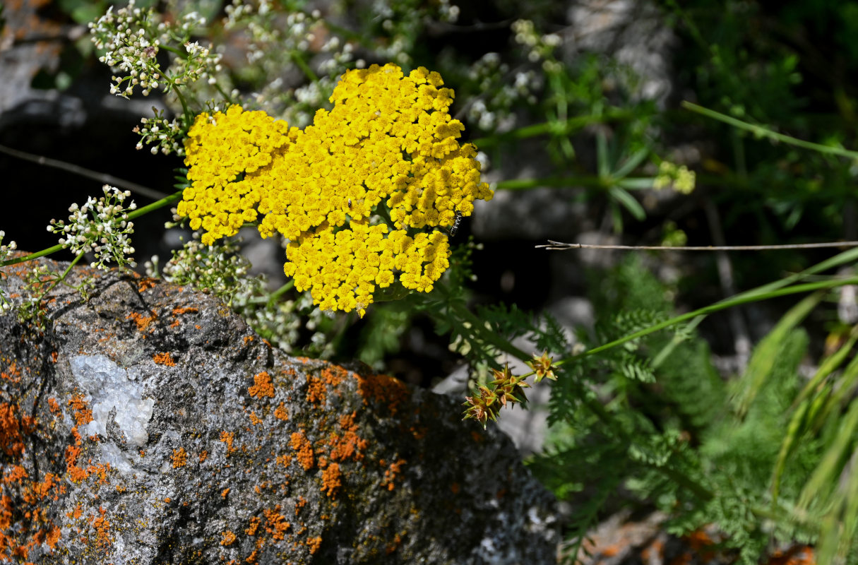 Image of Achillea arabica specimen.