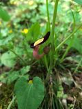 Aristolochia steupii. Цветок. Краснодарский край, городской округ Сочи, Адлерский р-н, окр. с. Казачий Брод, широколиственный лес, рядом с обрывом. 17.04.2023.