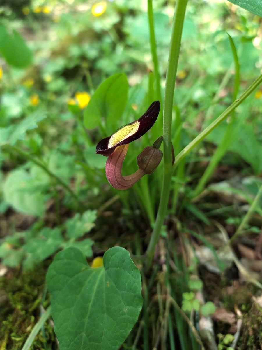 Изображение особи Aristolochia steupii.