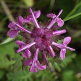 Pedicularis verticillata