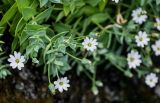 Stellaria ruscifolia. Верхушка побега с цветками и плодами. Курильские о-ва, о-в Итуруп, долина р. Водопадная, на скале. 18.08.2023.