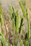 Agropyron desertorum