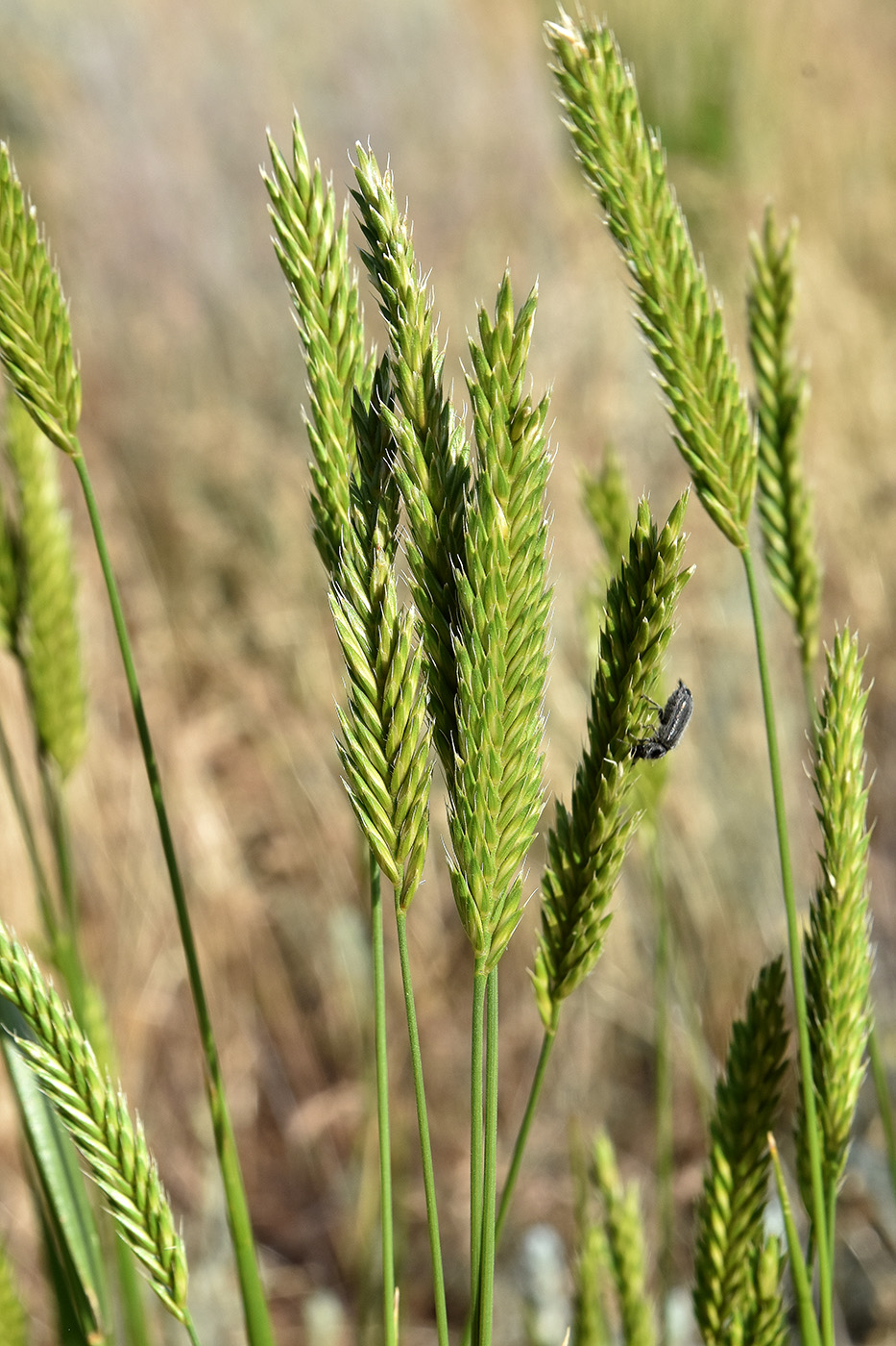 Image of Agropyron desertorum specimen.