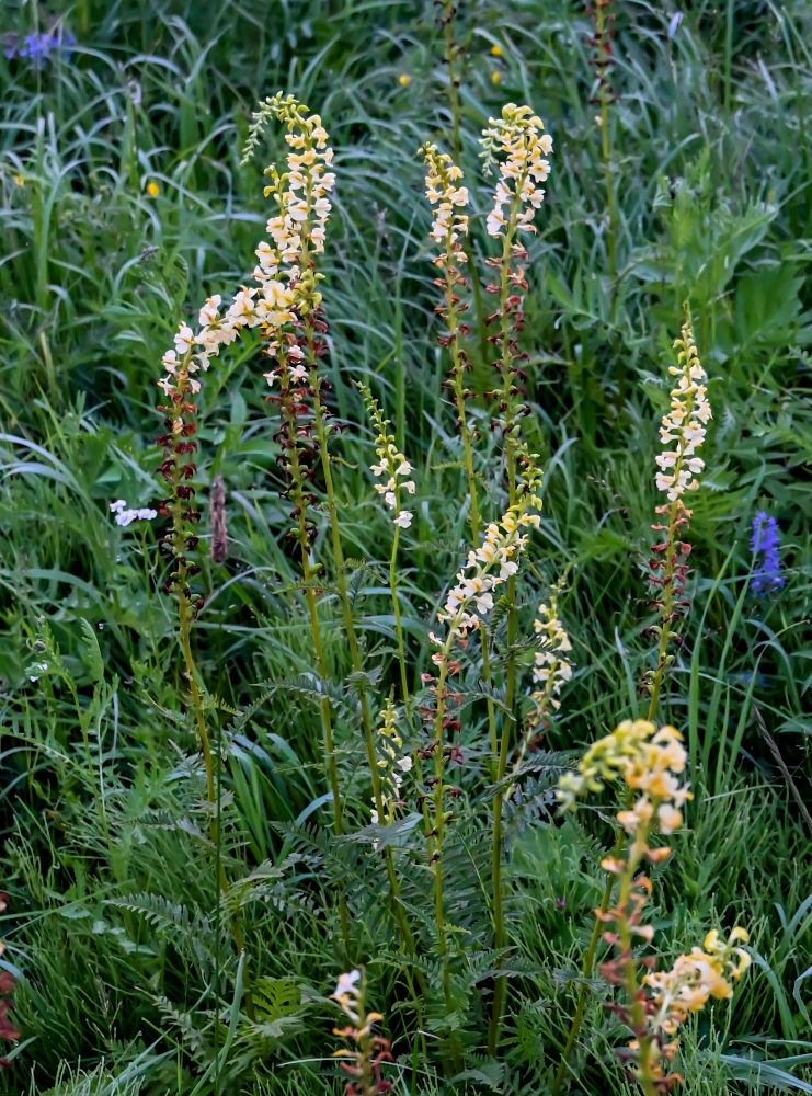 Изображение особи Pedicularis incarnata.
