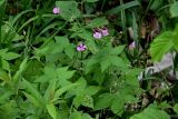 Geranium gracile. Верхушка цветущего растения. Грузия, Имеретия, окр. водопада Кинчха, опушка широколиственного леса. 15.06.2023.