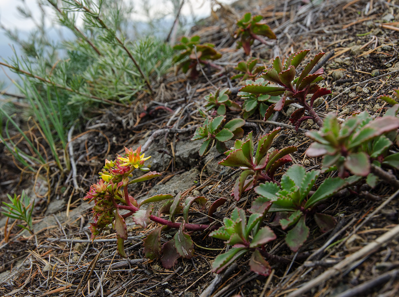 Изображение особи Aizopsis hybrida.