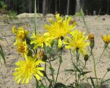 genus Hieracium. Верхушка цветущего растения. Коми, окр. г. Сыктывкар, пос. Пычим, Пычимское озеро. 21.08.2010.