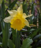 Narcissus pseudonarcissus. Цветок. Пермский край, Краснокамский р-н, окр. пос. Оверята, обочина грунтовой дороги. 21.05.2024.