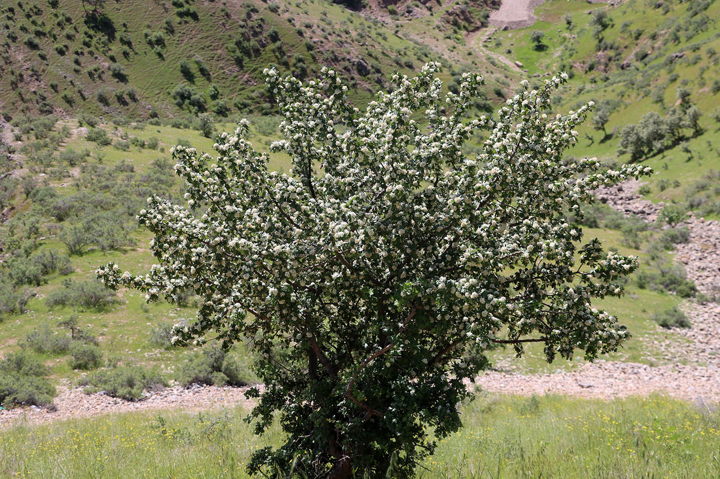 Image of Crataegus turkestanica specimen.