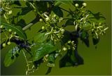 Euonymus europaeus