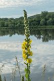 Verbascum densiflorum
