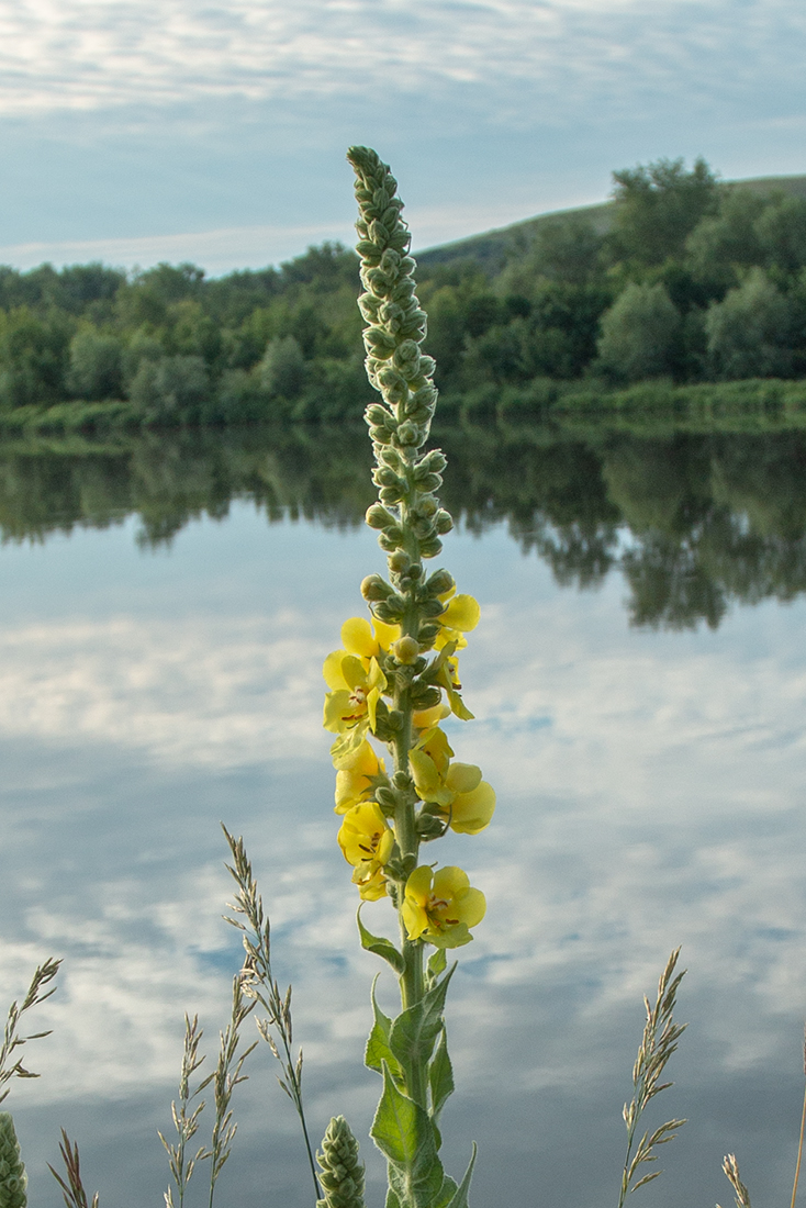 Image of Verbascum densiflorum specimen.