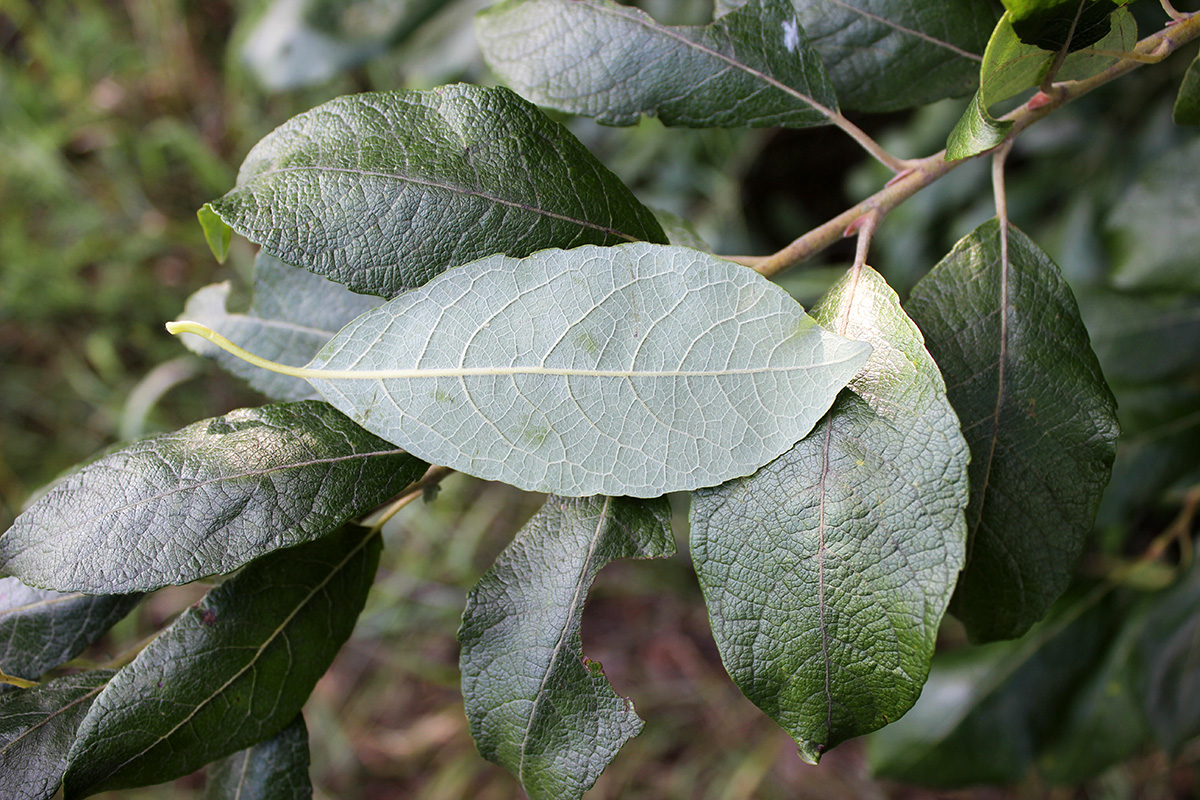 Image of genus Salix specimen.