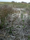 Hymenolobus procumbens