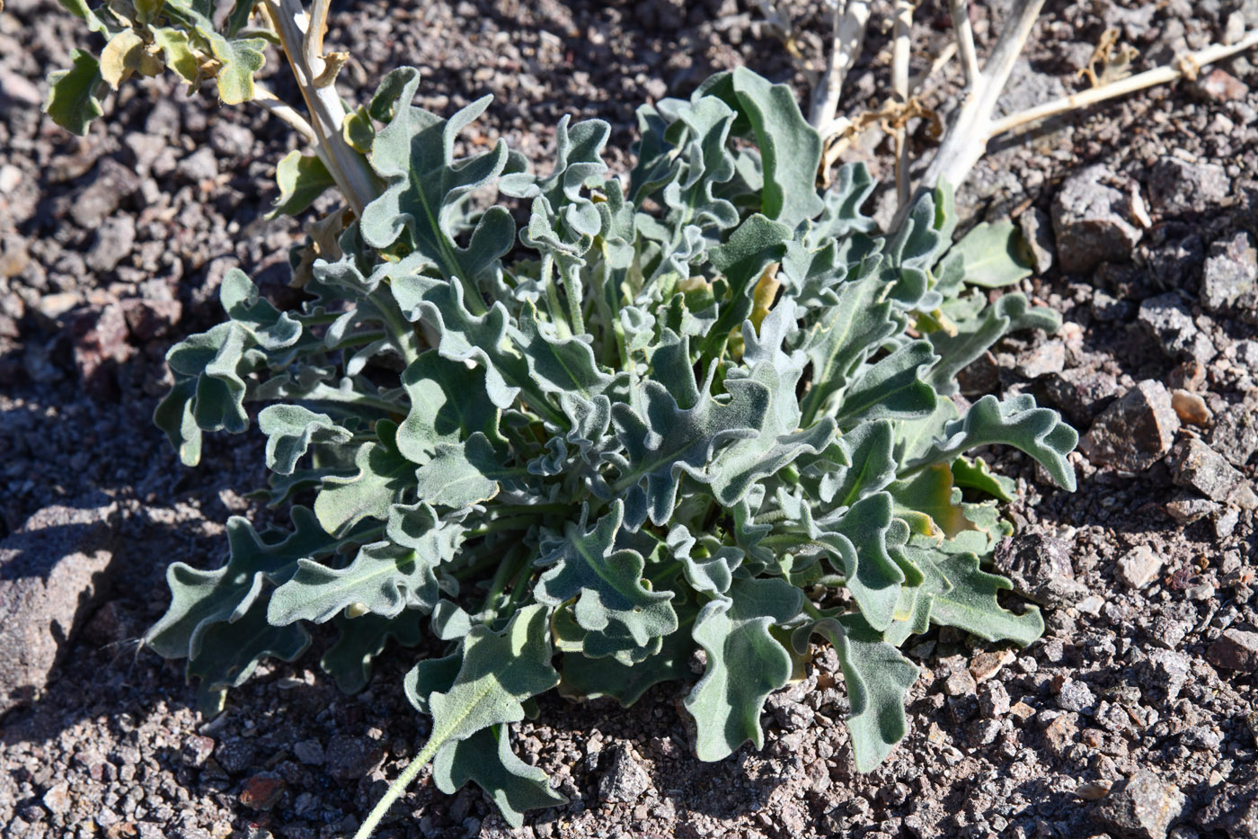 Image of Matthiola tatarica specimen.