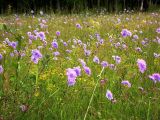 genus Scabiosa. Цветущие растения на лесной поляне. Читинская обл., 60 км С-З Читы, 2 км севернее оз. Арахлей. 6 августа 2006 г.