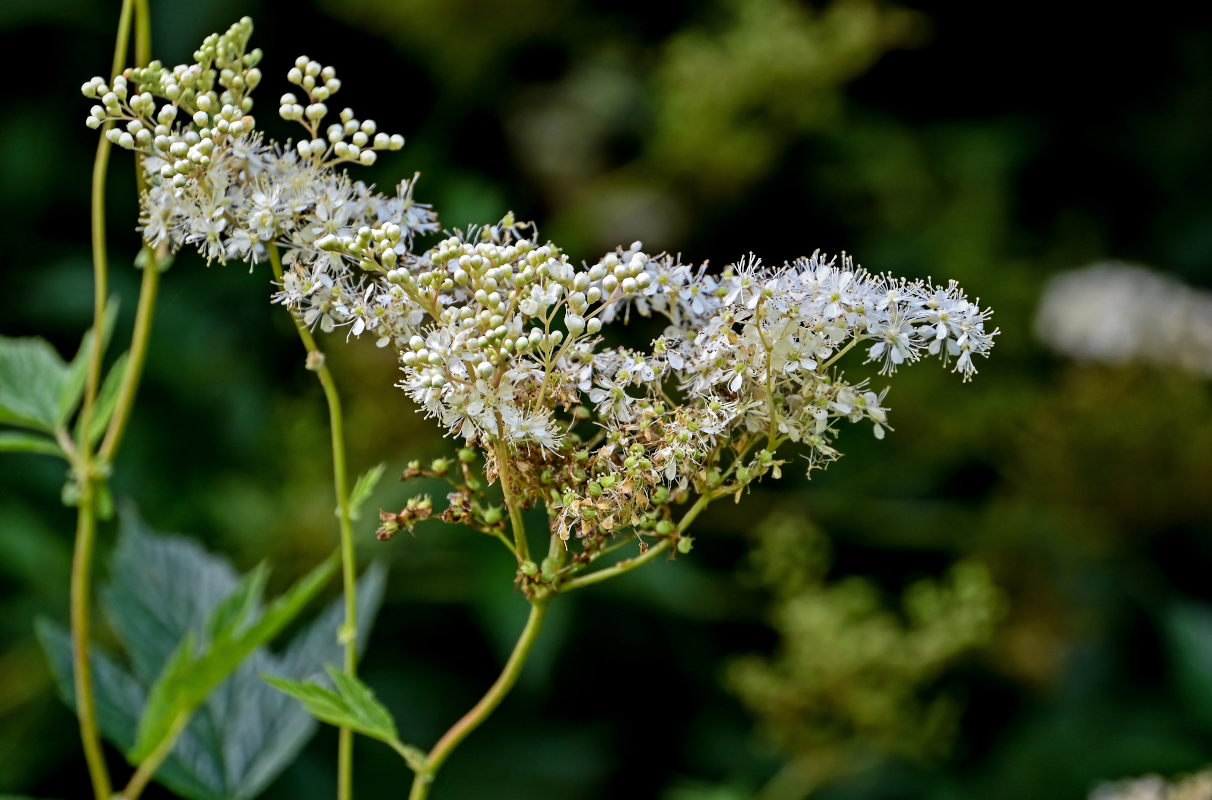 Изображение особи Filipendula ulmaria.