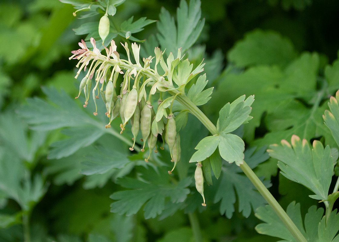 Изображение особи Corydalis nobilis.