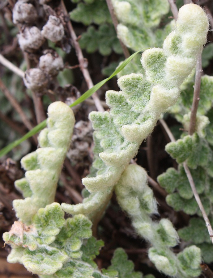 Image of Cosentinia vellea specimen.
