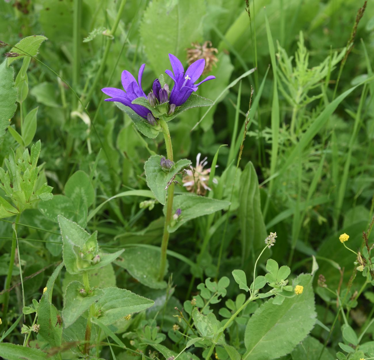 Image of Campanula trautvetteri specimen.