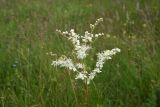 Filipendula vulgaris. Соцветие. Чечня, Шаройский р-н, окр. ур. Хиндушты, травянистый склон. 3 июля 2024 г.
