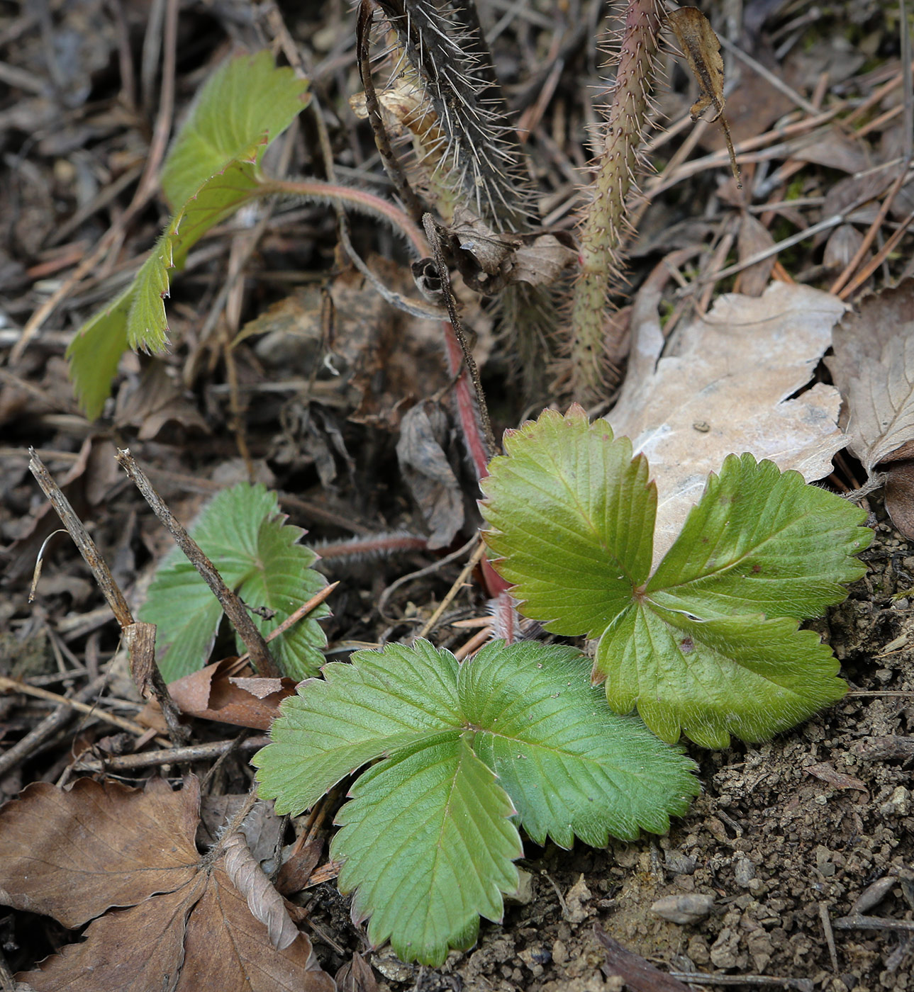 Изображение особи Fragaria vesca.