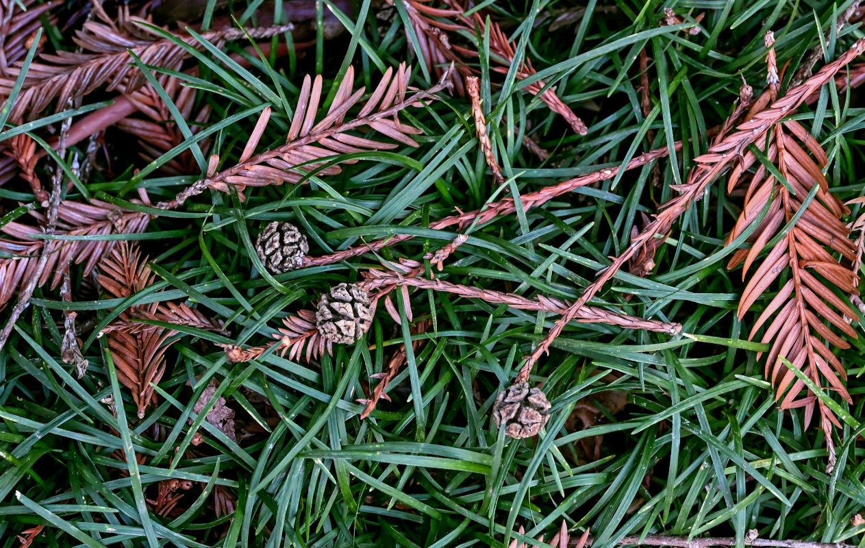Image of Sequoia sempervirens specimen.