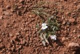 Convolvulus lineatus. Цветущее растение. Турция, ил Ыгдыр, ур. Красные горы, вершина глинистого холма. 19 мая 2025 г.