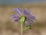 Symphyotrichum × salignum. Верхушка побега с соцветием. Крым, Симферополь, западный берег Симферопольского водохранилища. 26.07.2025.
