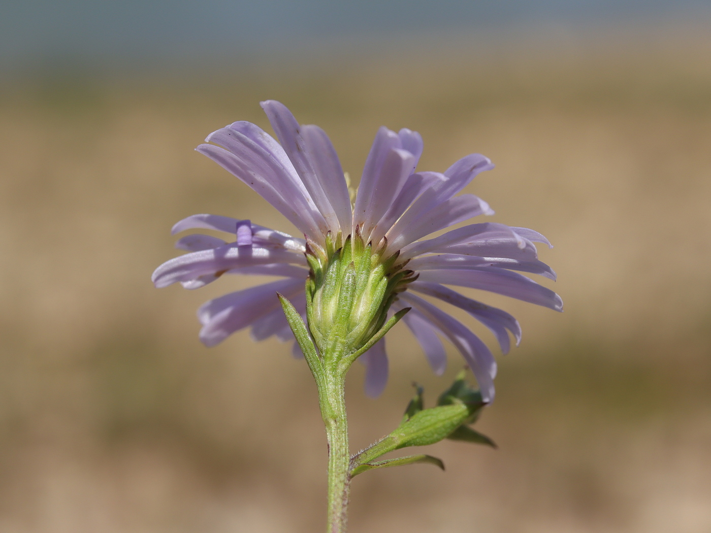 Image of Symphyotrichum &times; salignum specimen.