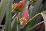 Hemerocallis × hybrida. Бутоны и листья с каплями дождя. Московская обл., Раменский р-н, окр. дер. Хрипань, садовый участок. 20.07.2025.