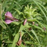 Pedicularis resupinata. Верхушка цветущего растения. Хабаровский край, окр. г. Комсомольск-на-Амуре, обочина грунтовой дороги. 29.07.2025.
